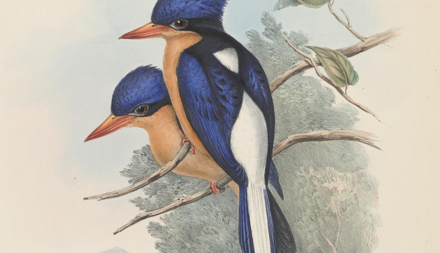 Illustration of two blue, yellow and white kingfisher birds sitting on branches