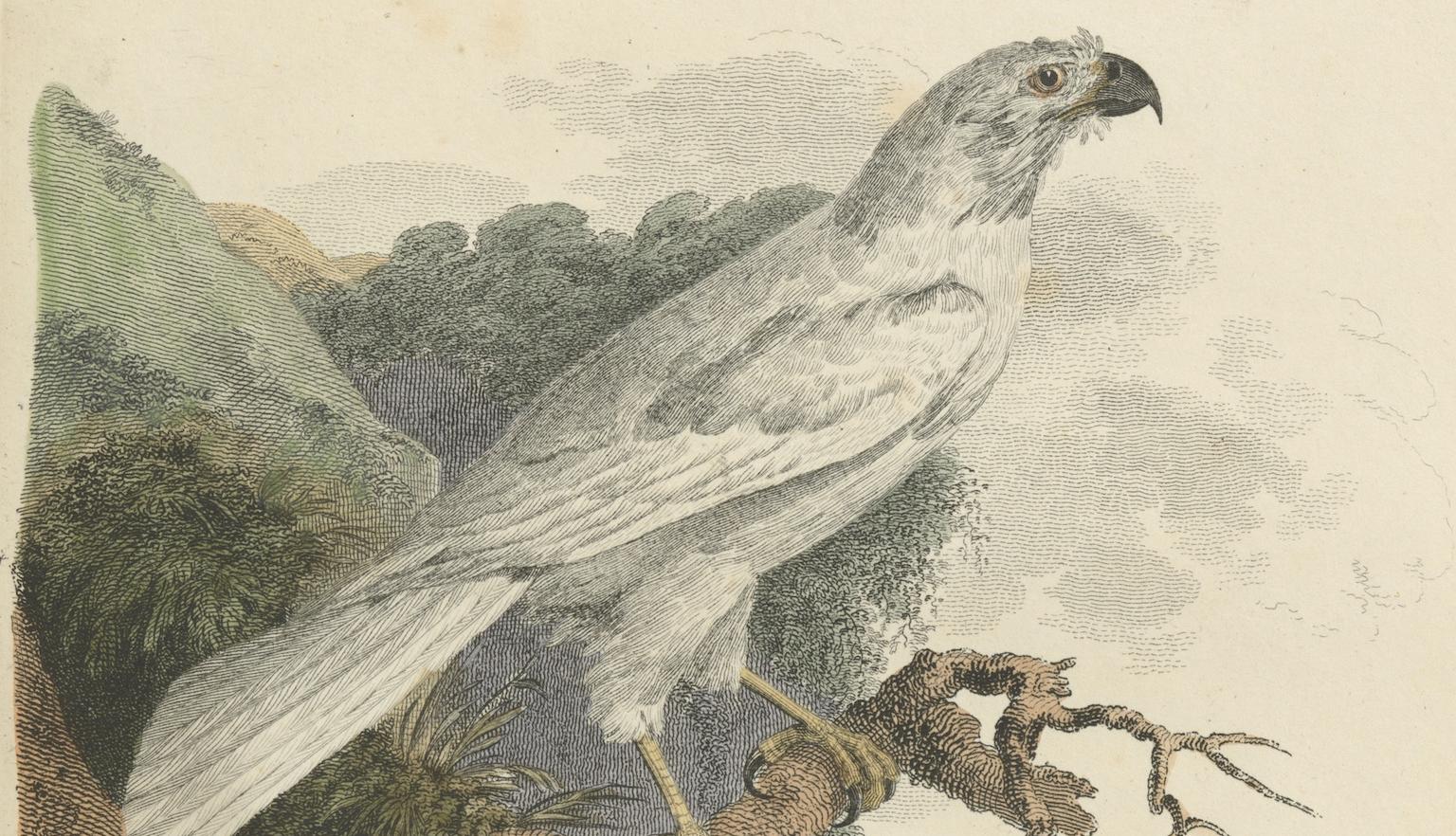 Illustration of a white hawke standing on a branch over a steep hill with a cliff and distant views seen in the background