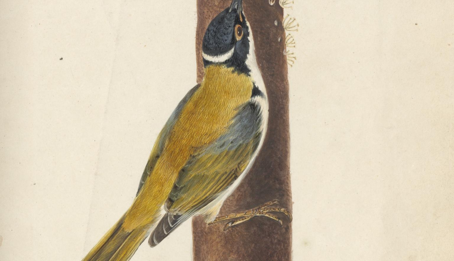 Illustration of a small bird with a long beak standing on a tall, vertical flower