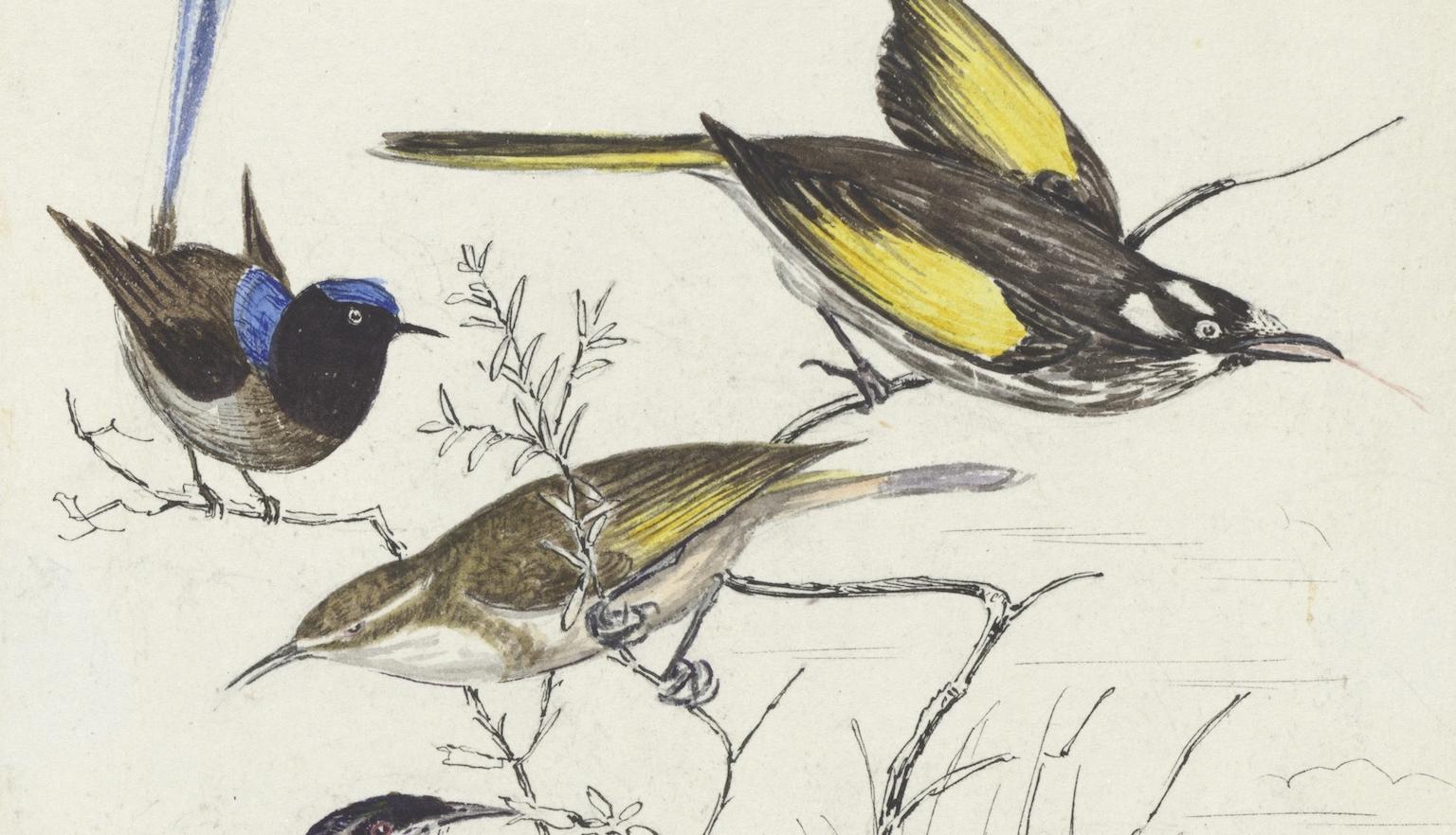 Illustration of four types of small Tasmanian birds, all in colour, against a simple black and white sketch of a branch, grass and the surrounding landscape