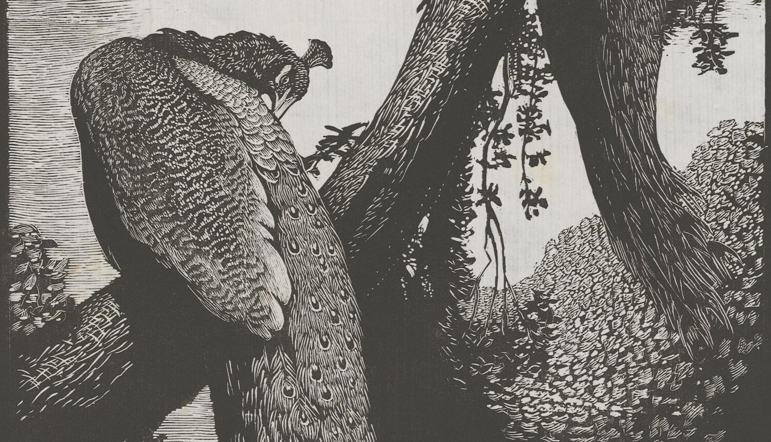 Black and white print of two peacocks resting in a tree
