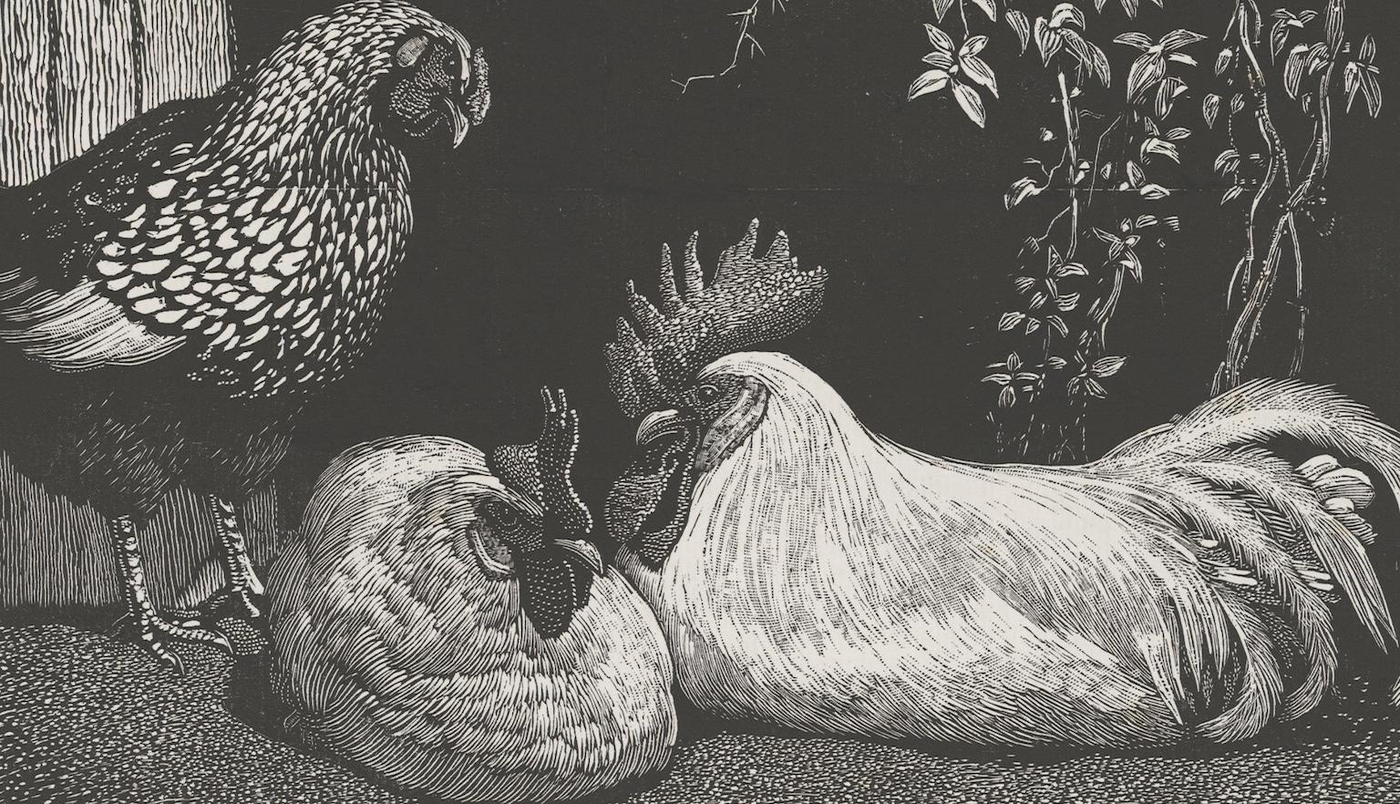 Black and white print of two white chickens sitting on the ground and one darker coloured chicken standing nearby under a tree