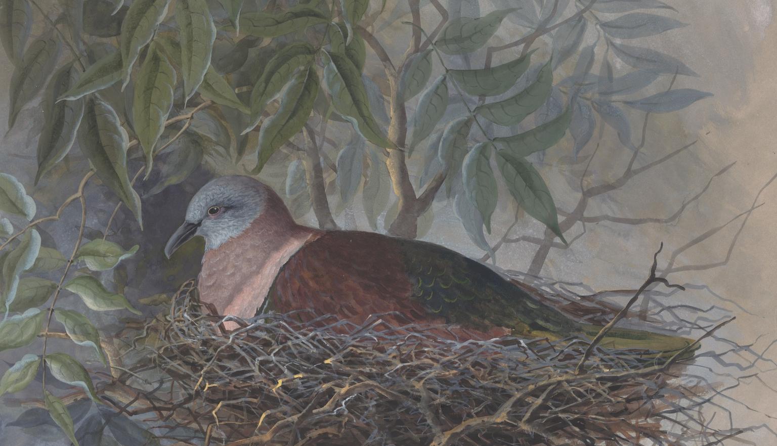 Watercolour of two fruit pigeons, which are mostly grey and blue, sitting in a tree