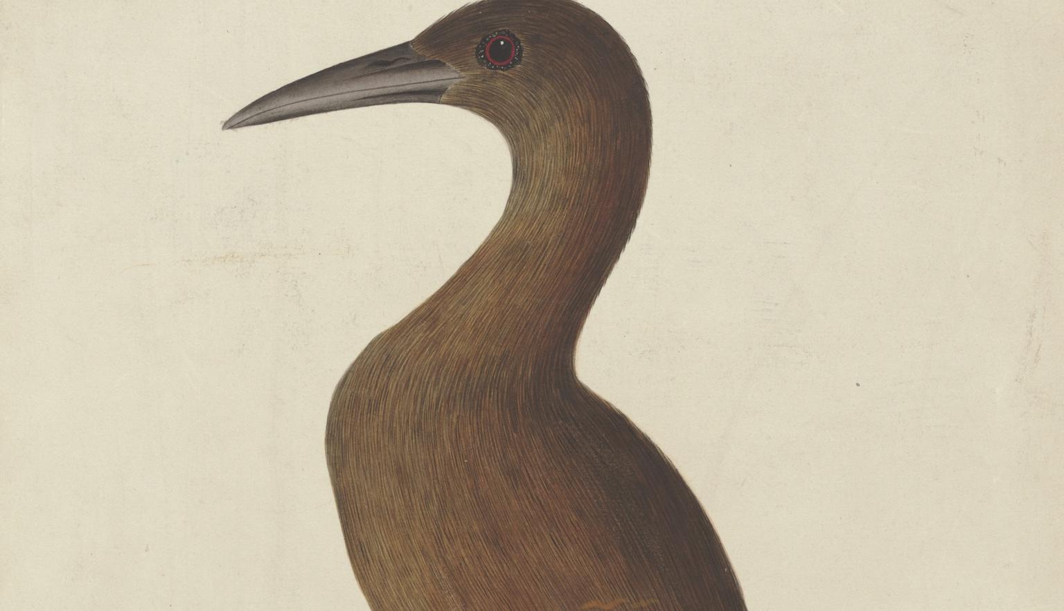 Watercolour of a brown bird with long legs