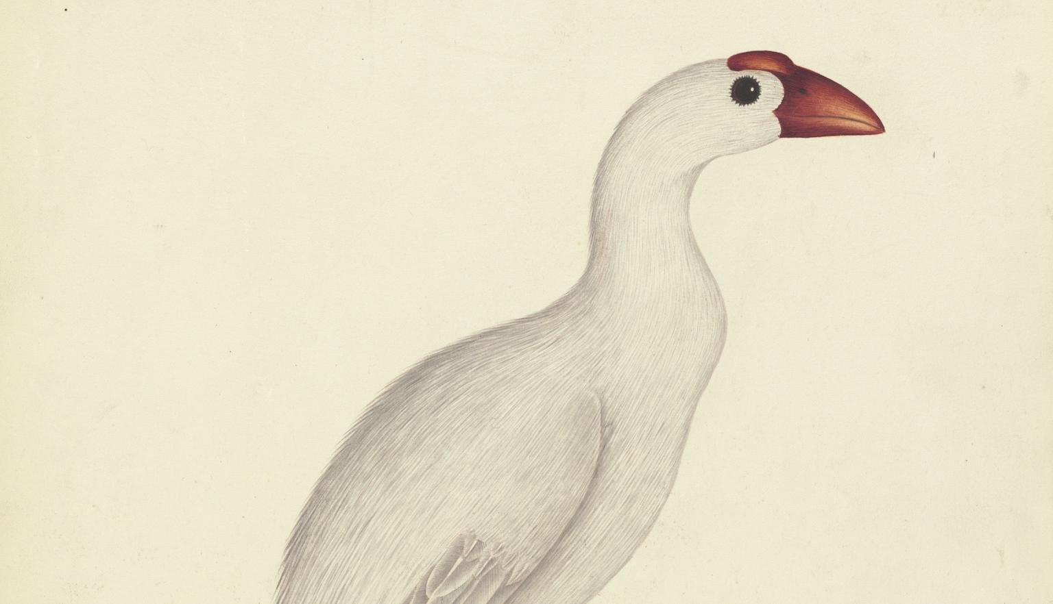 Illustration of a white bird with very long legs