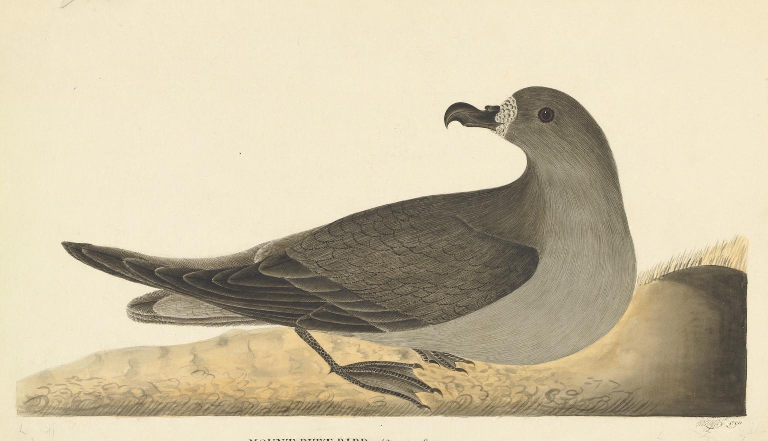 Illustration of a grey bird with webbed feet