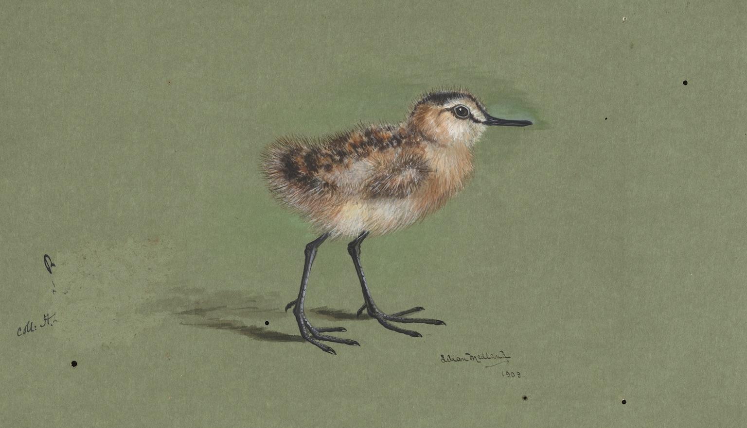 Illustration of a small brown bird on a green background