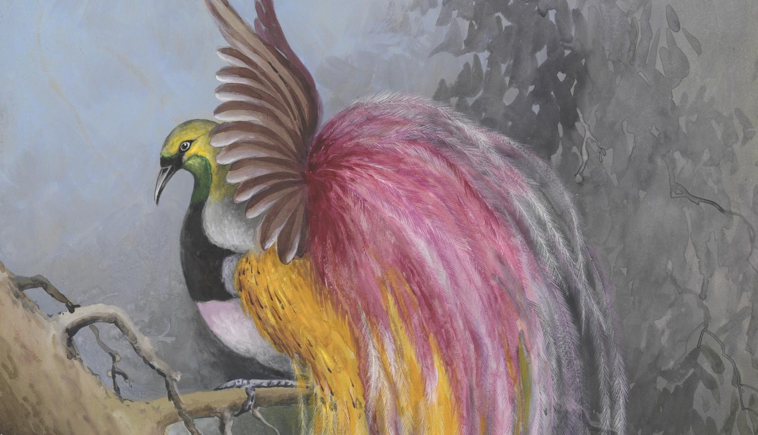 Colourful red-plumed bird of paradise sitting in a tree