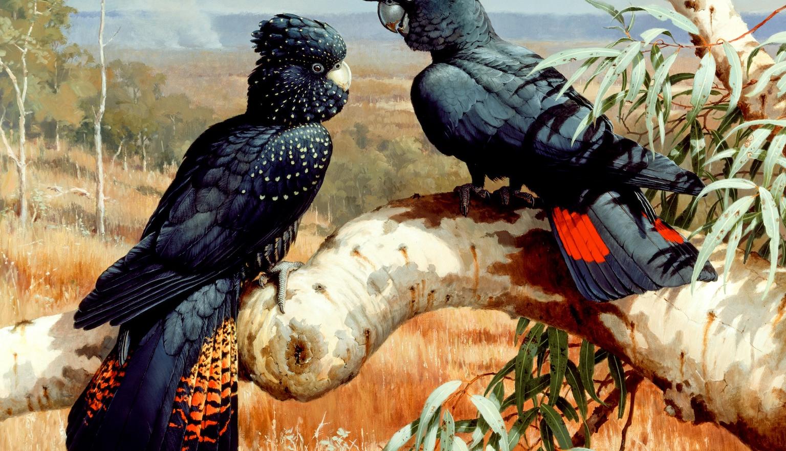 Artwork of two red-tailed black cockatoos sitting on a branch with a grassy landscape in the background
