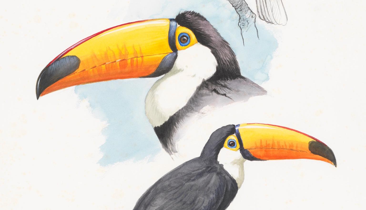 Three illustrations of a toucans: one pencil sketch, one focusing on the head and one with the whole bird sitting on a branch