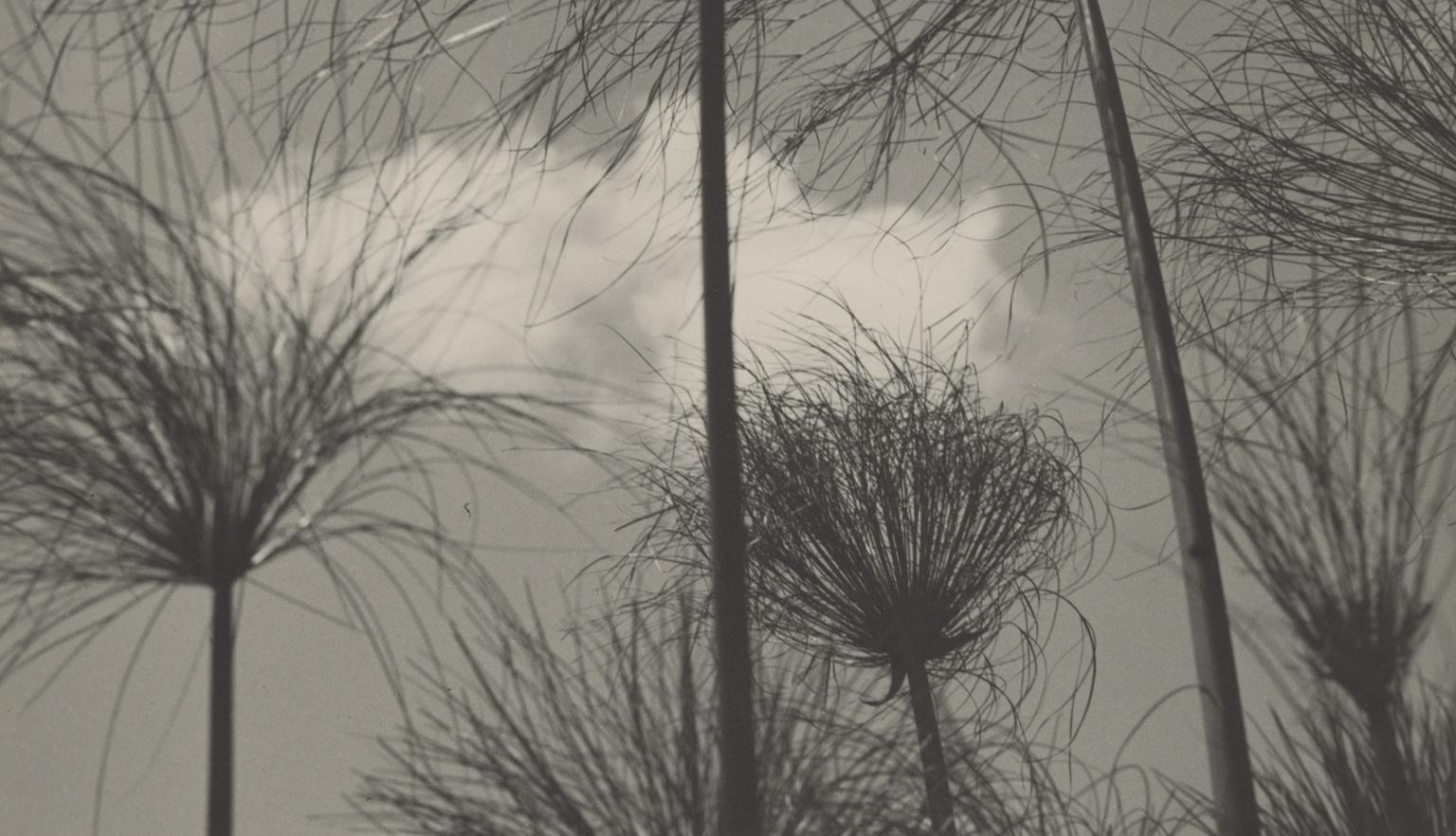 Papyrus plant viewed from below