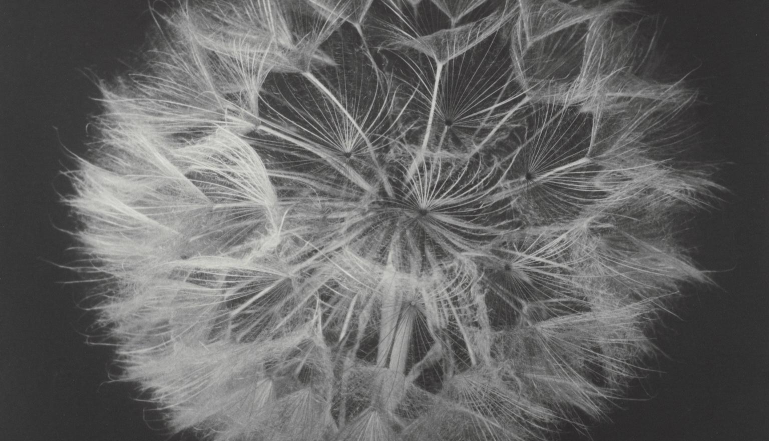 Close up of a dandelion against a black background