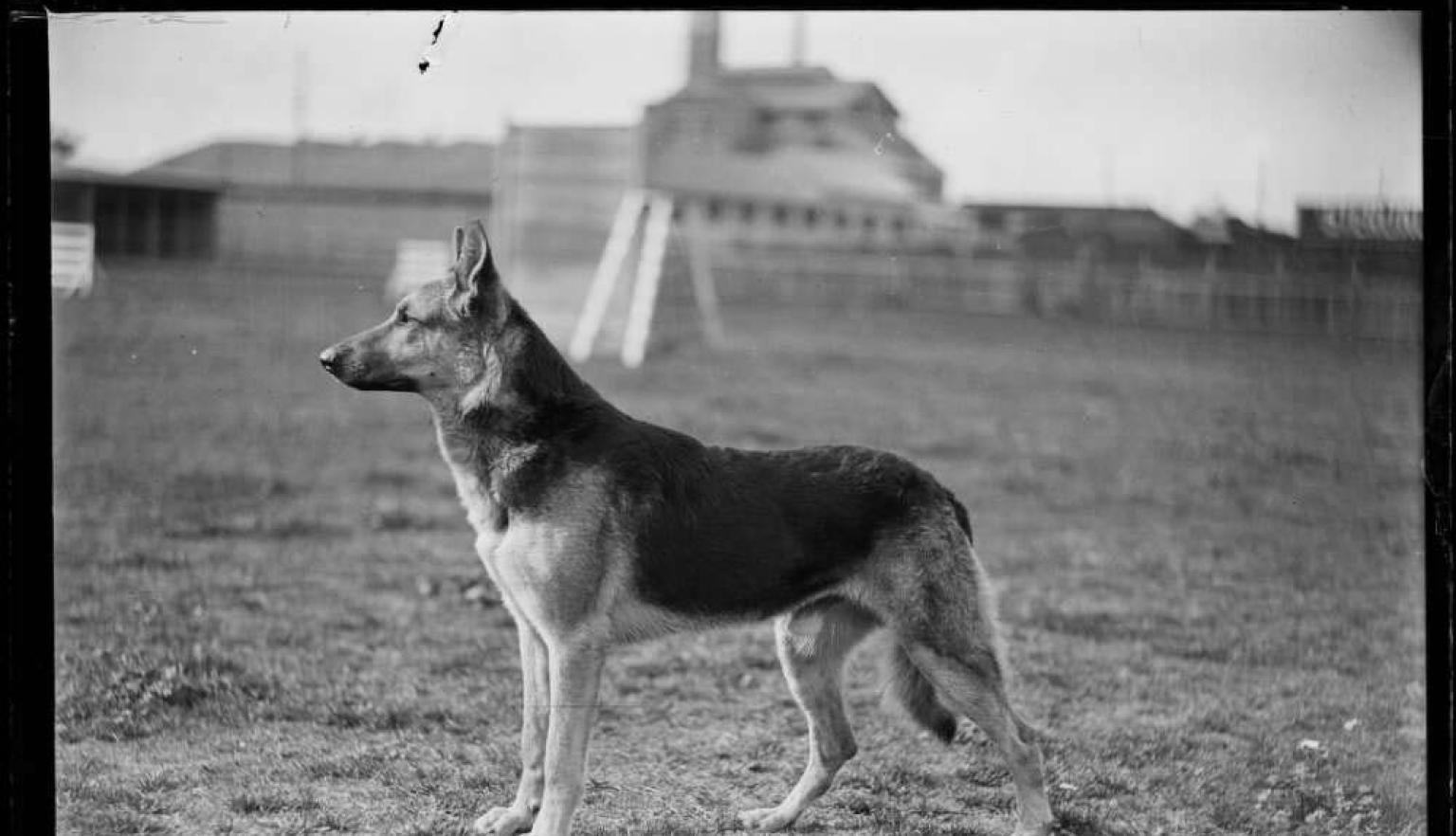 Black and white photo of a dog standing alertly in a field