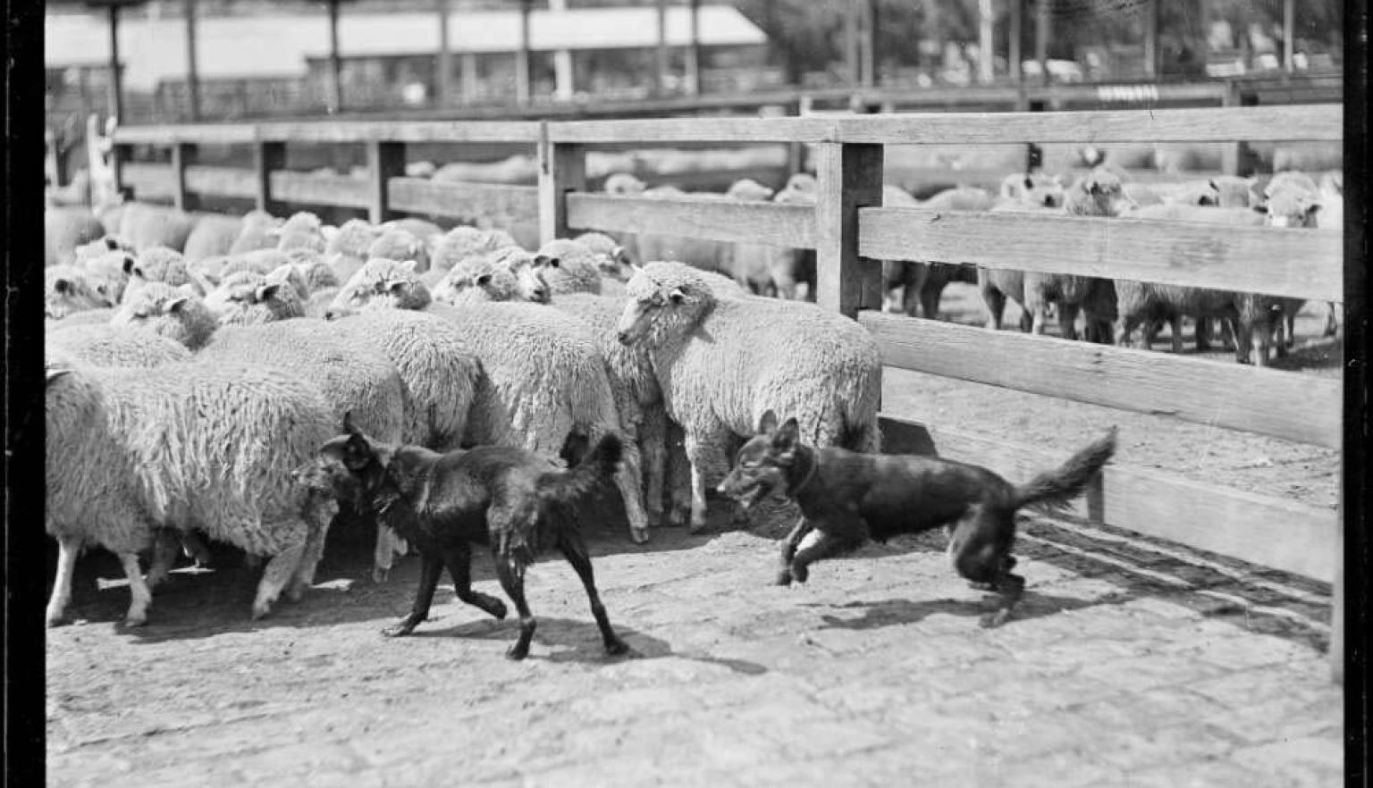 Black and white photo of two sheepdogs herding sheep in a saleyard