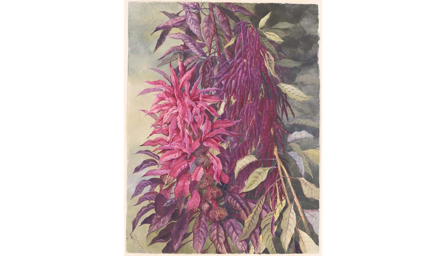 A watercolour painting of a bush with long red flowers, bushy brown buds, and green leaves