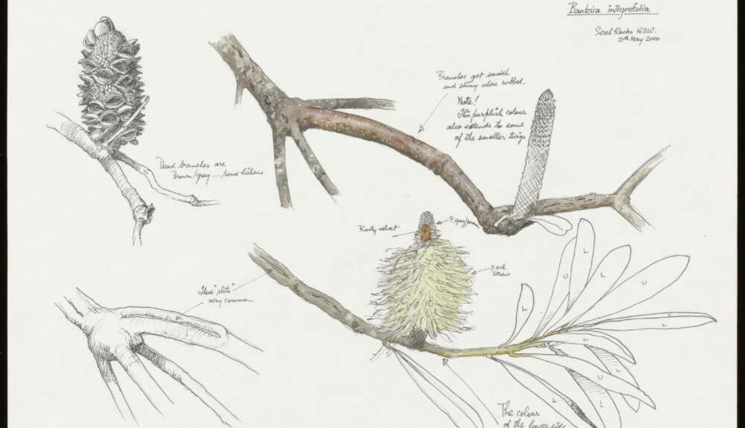 Watercolour pencil and ink drawings of roots, branches, leaves, fruit, and flowers of a Banksia integregolia plant 