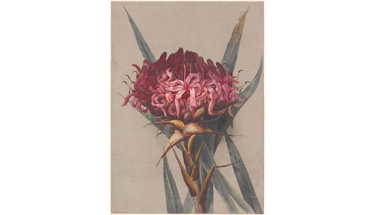 A watercolour painting of a red flower within brown and grey leaves and stem on a brown background