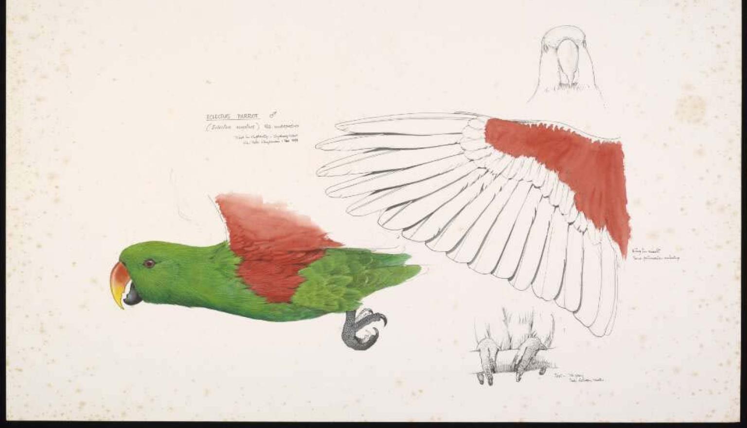 Watercolour pencil and ink drawings of cross sections of a green bird with red wings. The drawings show the left side, the head (front view), a wing spread out, and the feet. 