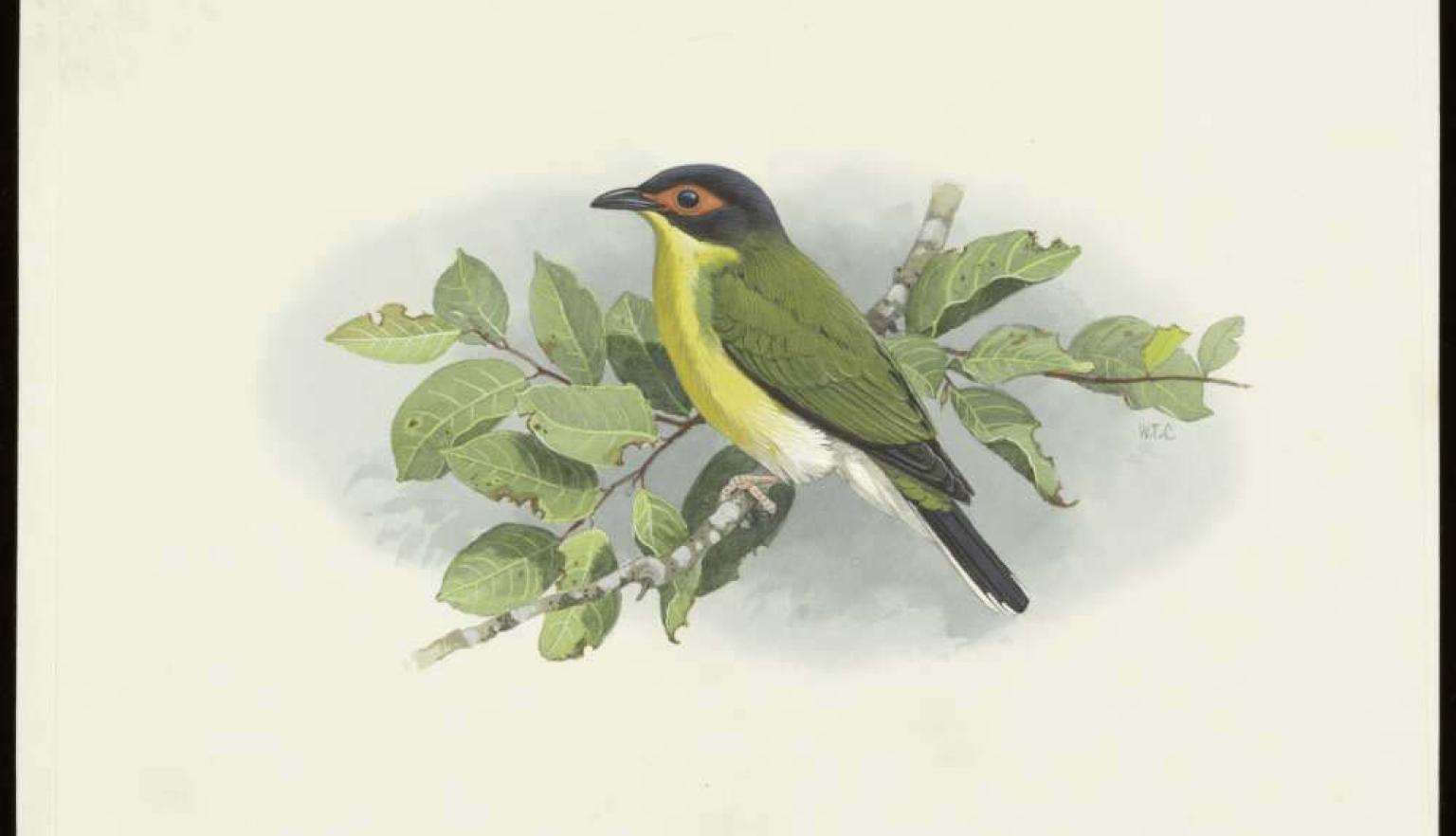 Watercolour pencil and ink drawing of a bird sitting on a small tree branch. The bird has red around its eye, a black beak and head, yellow feathers on its chest, green wings, and a tail with black on the top and white underneath. 