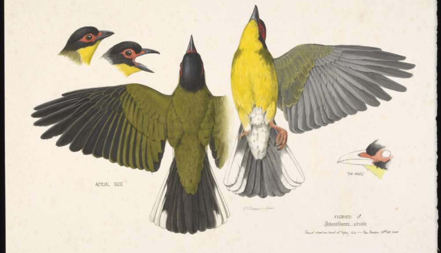 Watercolour pencil and ink drawings of different views of a grey, green and yellow bird. The drawings show the head, beak, back and front of the bird.