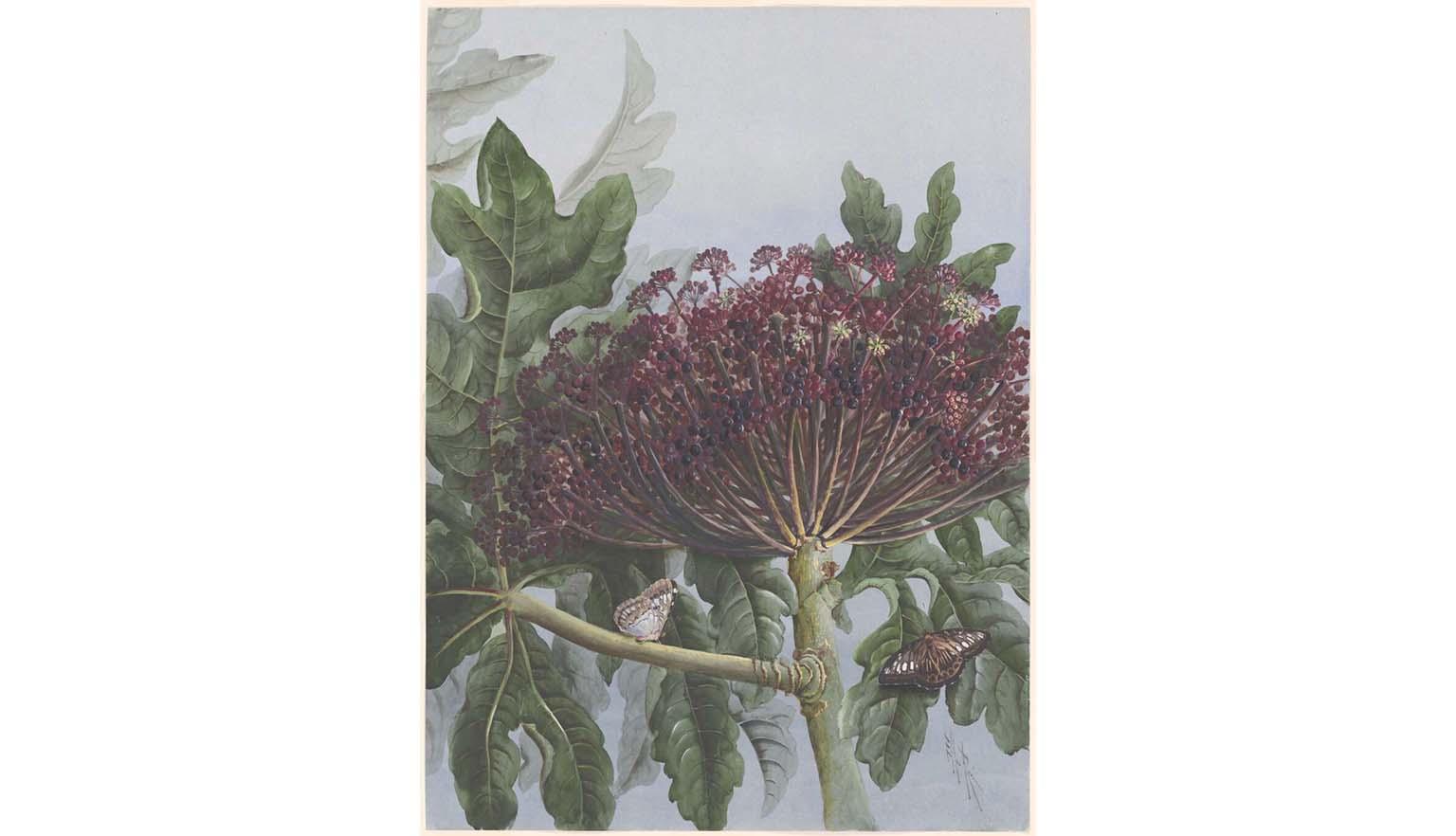 A watercolour painting of a plant with a thick, green stem, large green leaves, and red and black berries. A light brown butterfly sits on one stem, and a dark brown butterfly sits on a leaf.