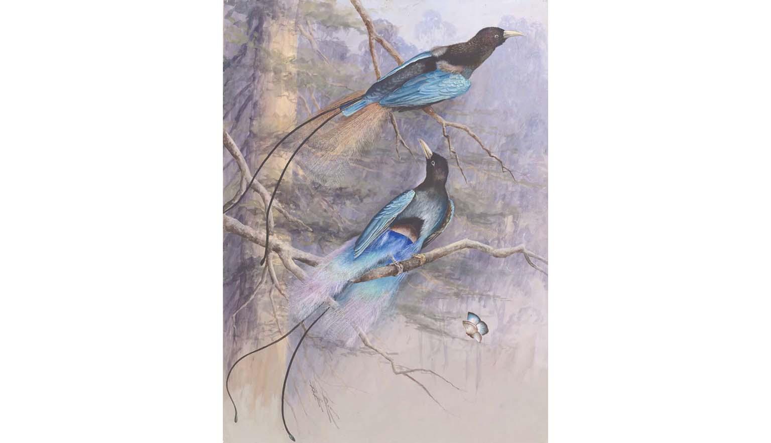 A watercolour painting of two blue birds of paradise, paradisaea rudolphi, sitting on branches of a tree. The background is purple, green, and light brown and shows a tree trunk and leaves.