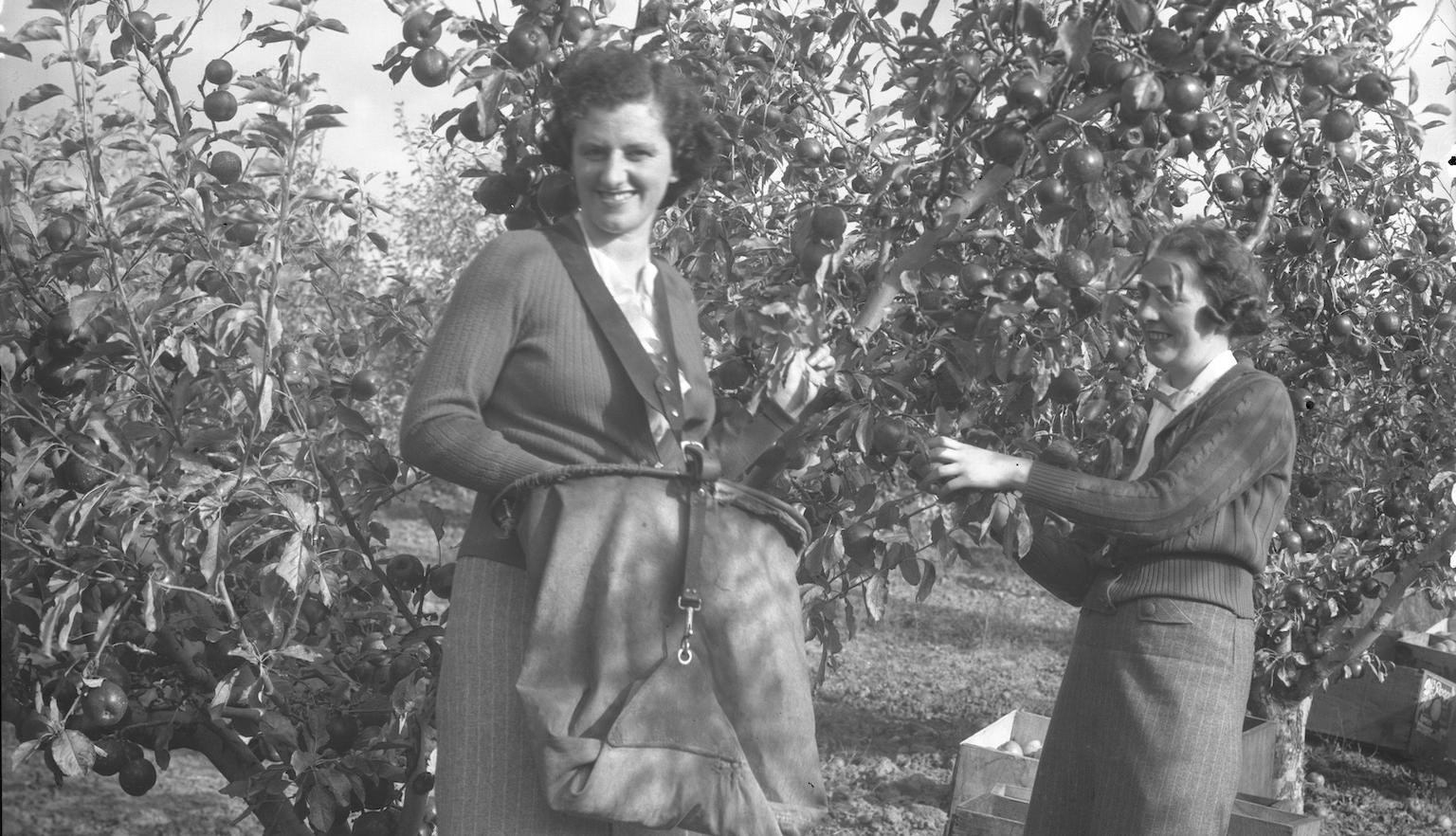 Two women in picking apples from apple trees with wooden crates filled with apples in the foreground. 