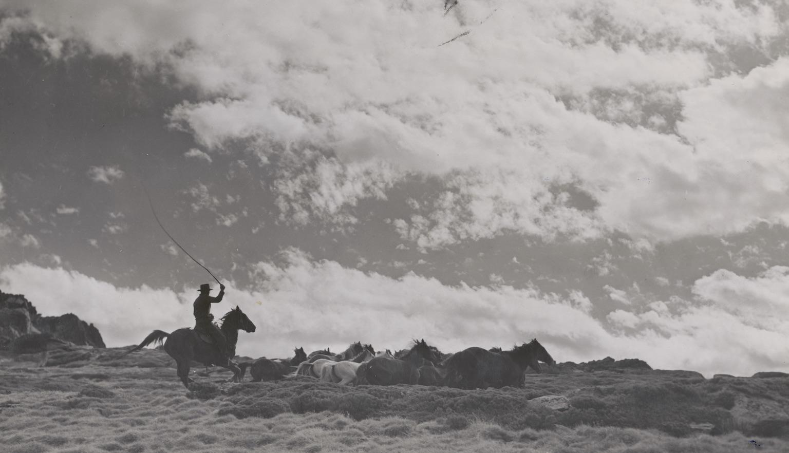 Black and white photo of a man on a horse using a whip to direct brumbies