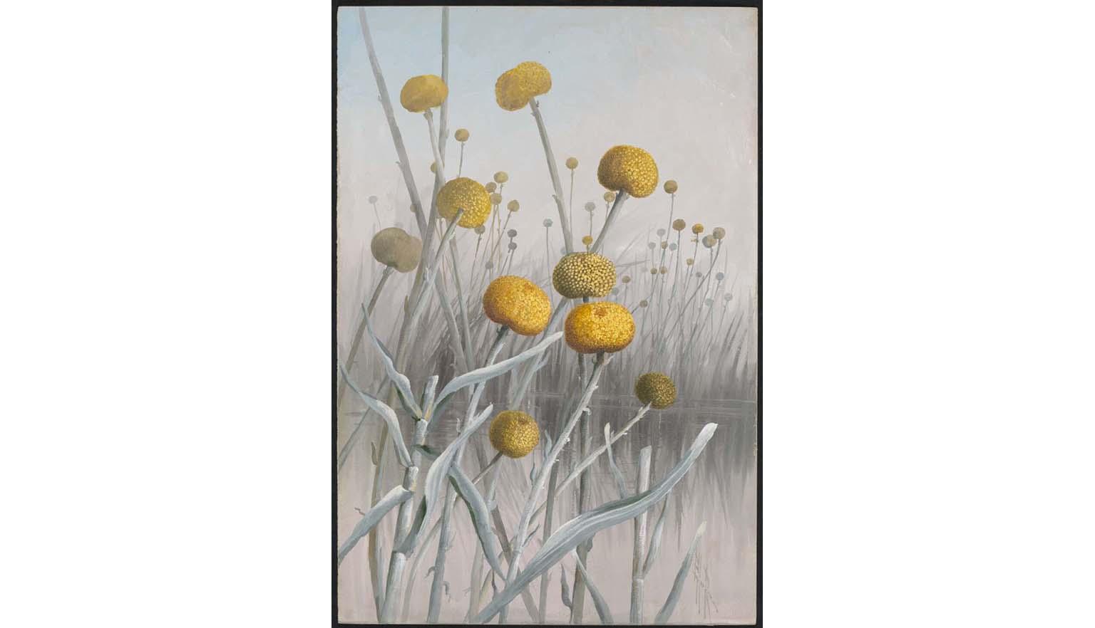 Watercolour painting of round yellow flowers on grey stems