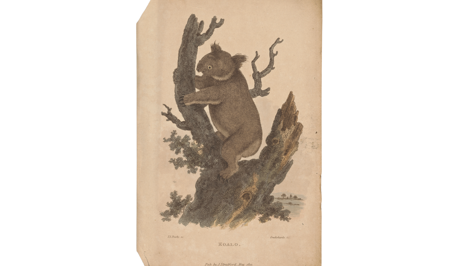 Illustration of a koala standing in a tree