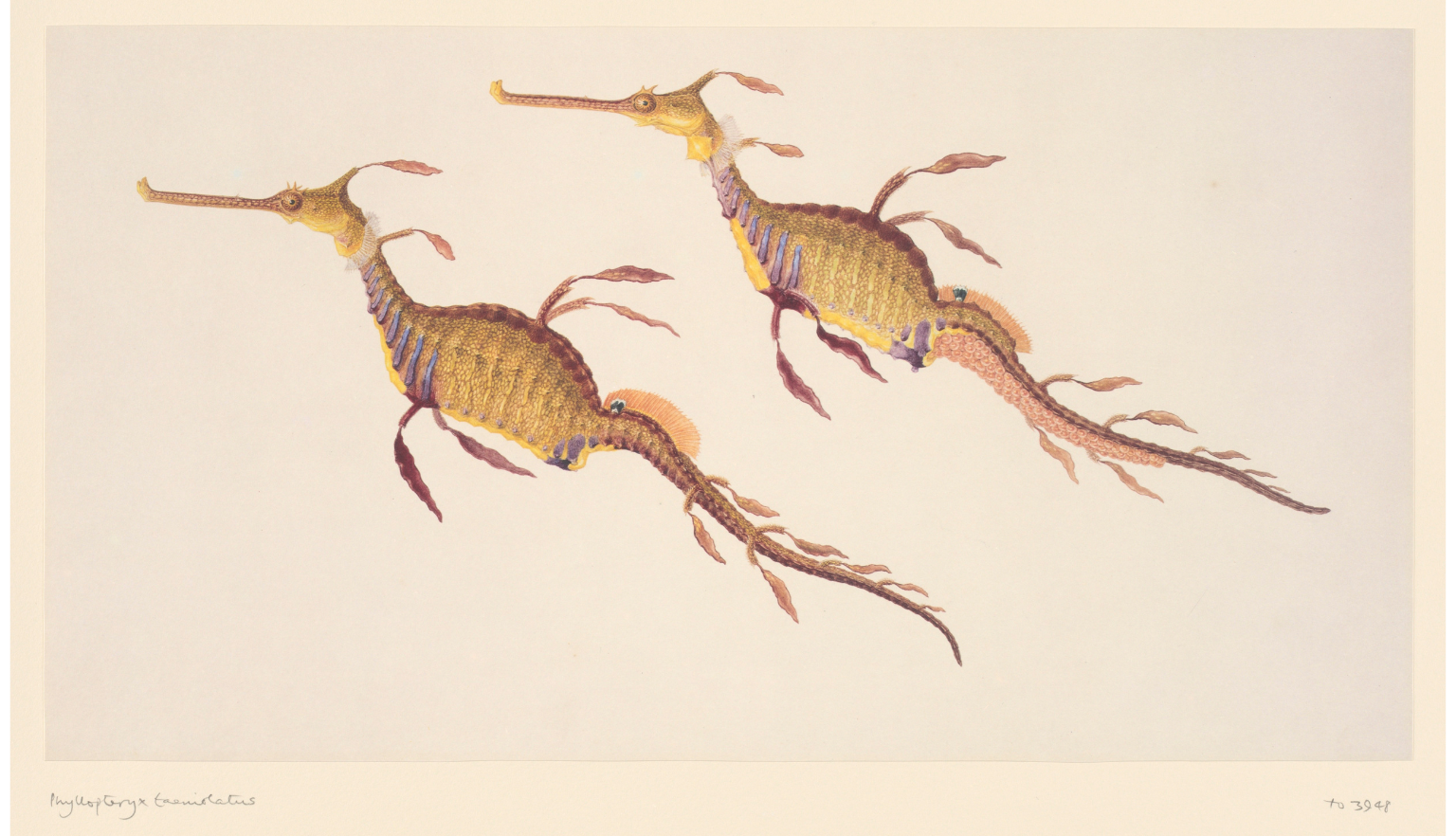Illustration of two yellow and pink sea horses