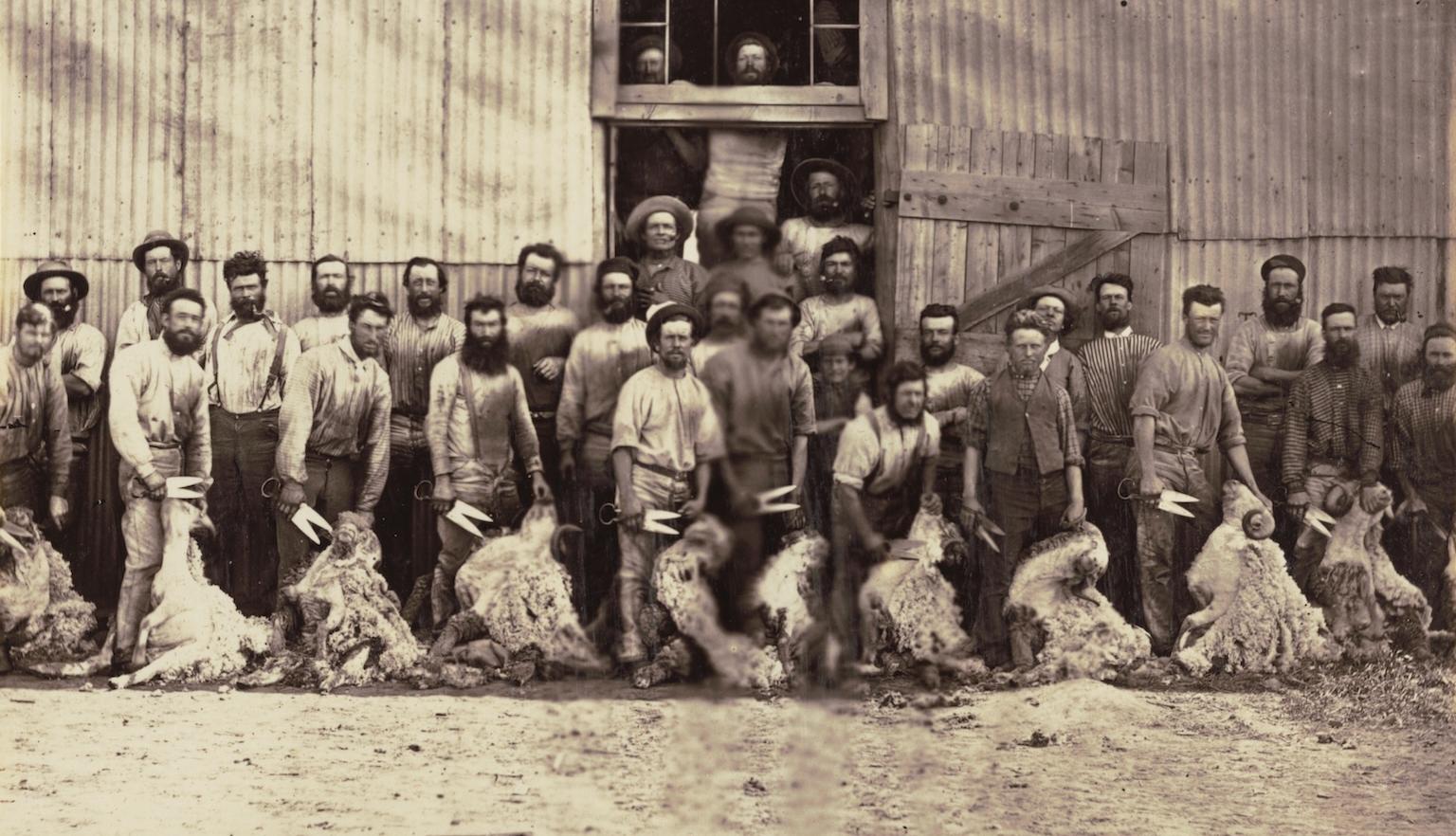 A group of South Australian shearers with their blades and wool