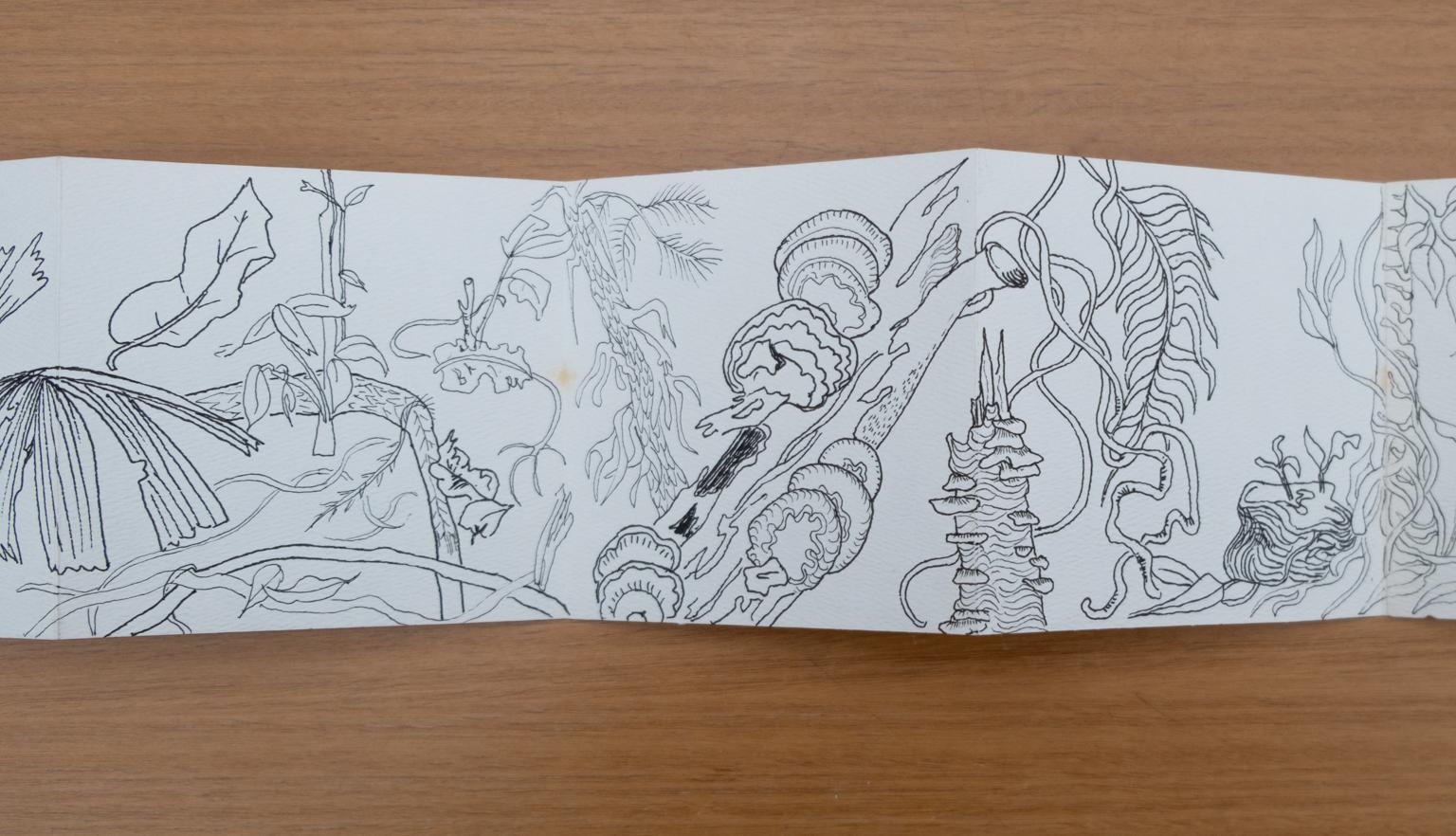 Fold-out travel diary open to three pages with black and white illustrations of trees, vines, other plants and fungi from Far North Queensland