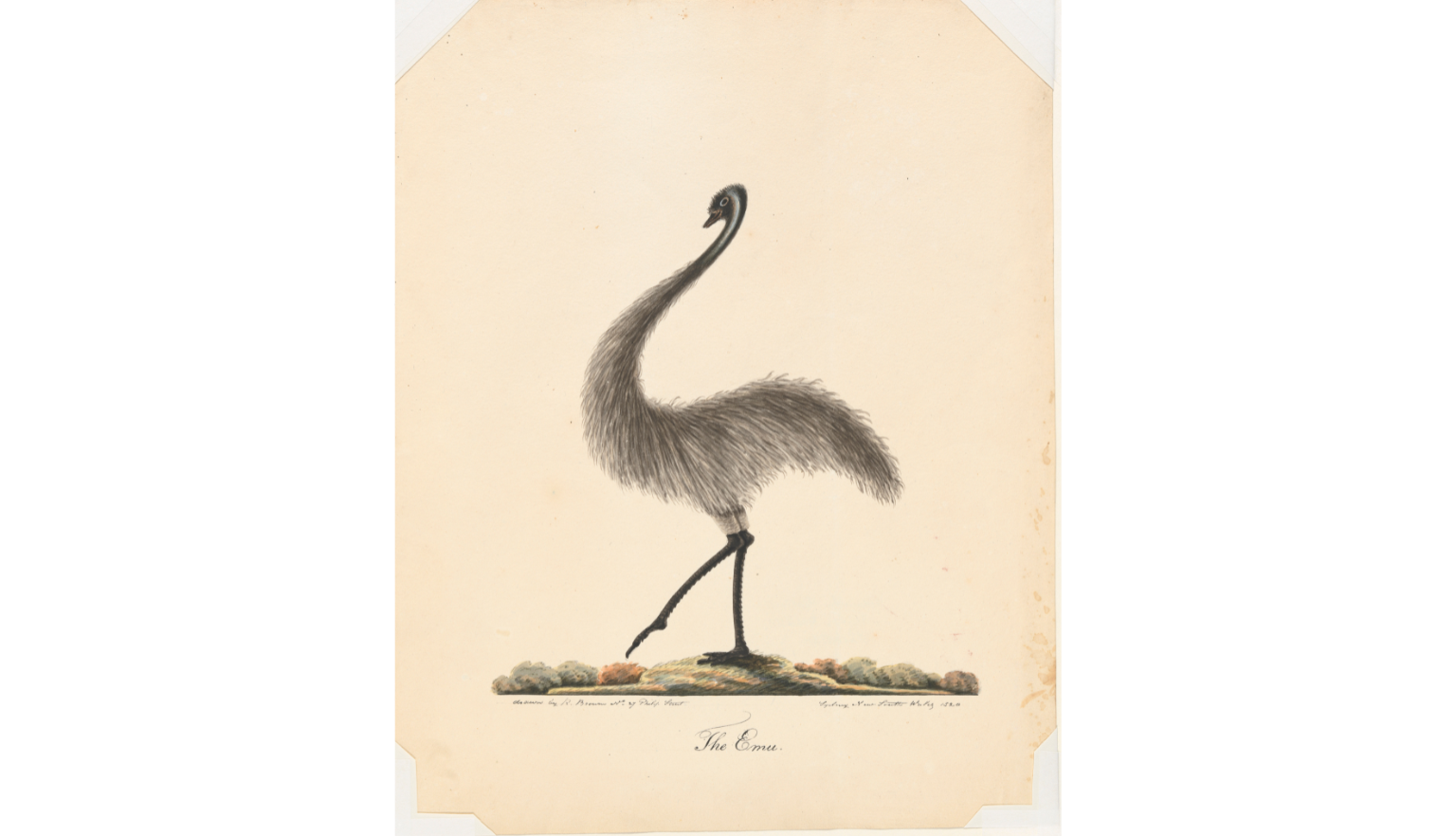 Illustration of an emu