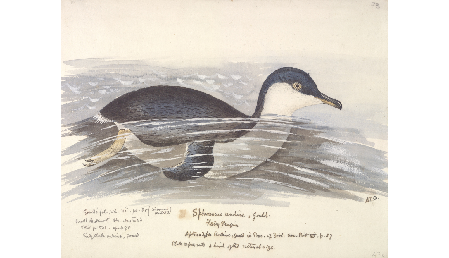 Illustration of a fairy penguin, viewed from the side, swimming