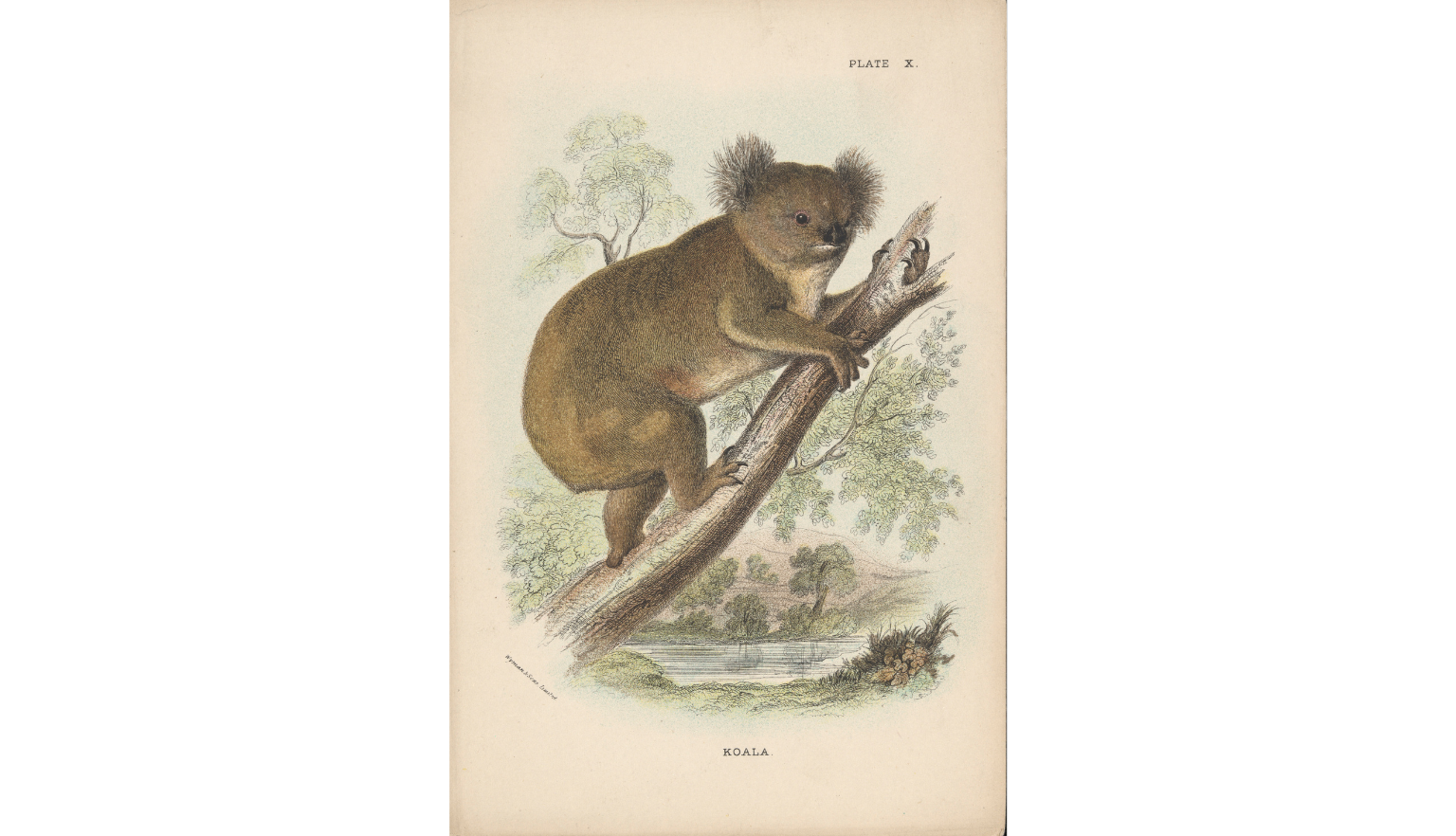 Illustration of a koala climbing a tree