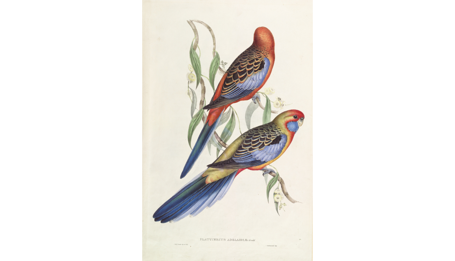 Illustration of two colourful parrots sitting on branches