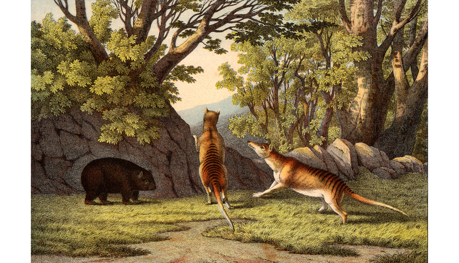 Illustration of two thylacine (or Tasmanian tigers) and a wombat in a grassy, tree-covered area