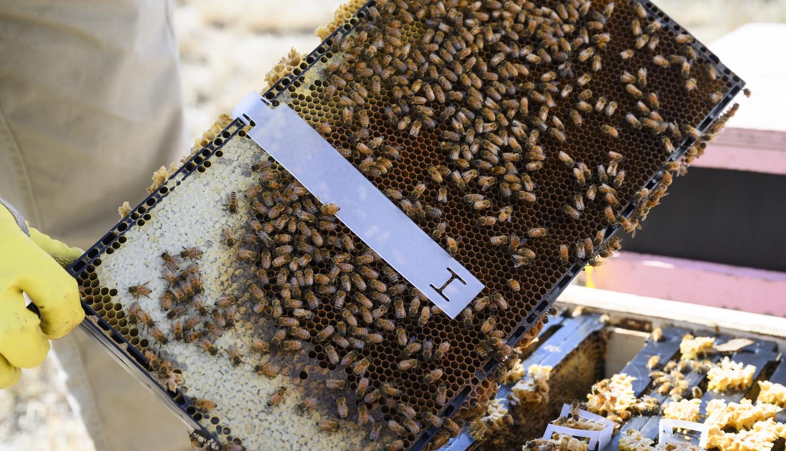 Brood frame of a honeybee hive with a white strip placed across it