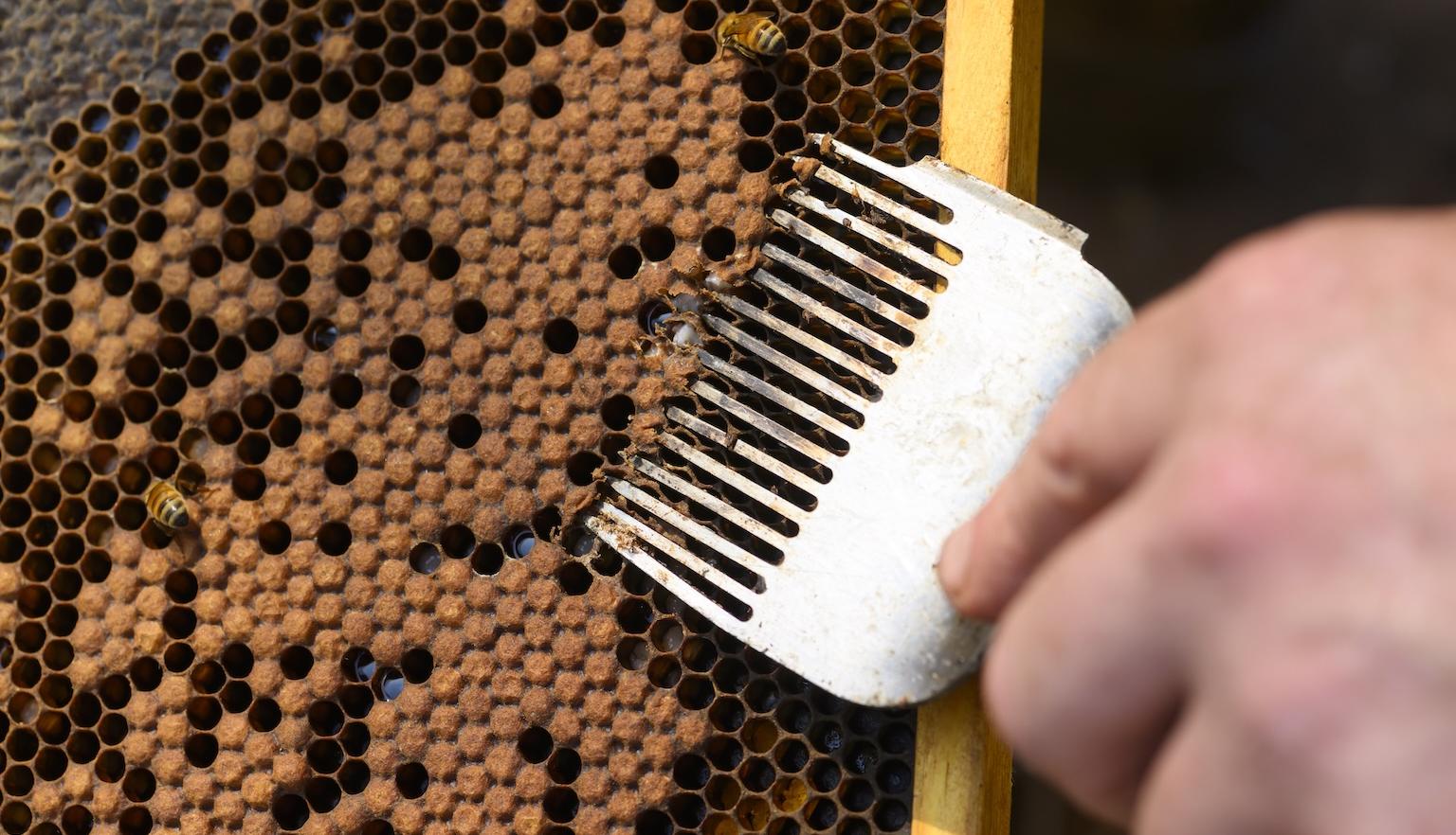 Metal drone uncapping fork being used to inspect a honey bee hive for mites