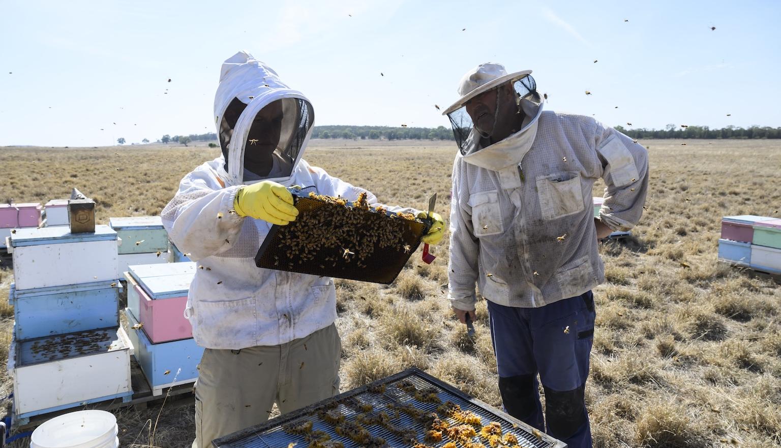 Two people in protective beekeeping gear looking at a bee colony