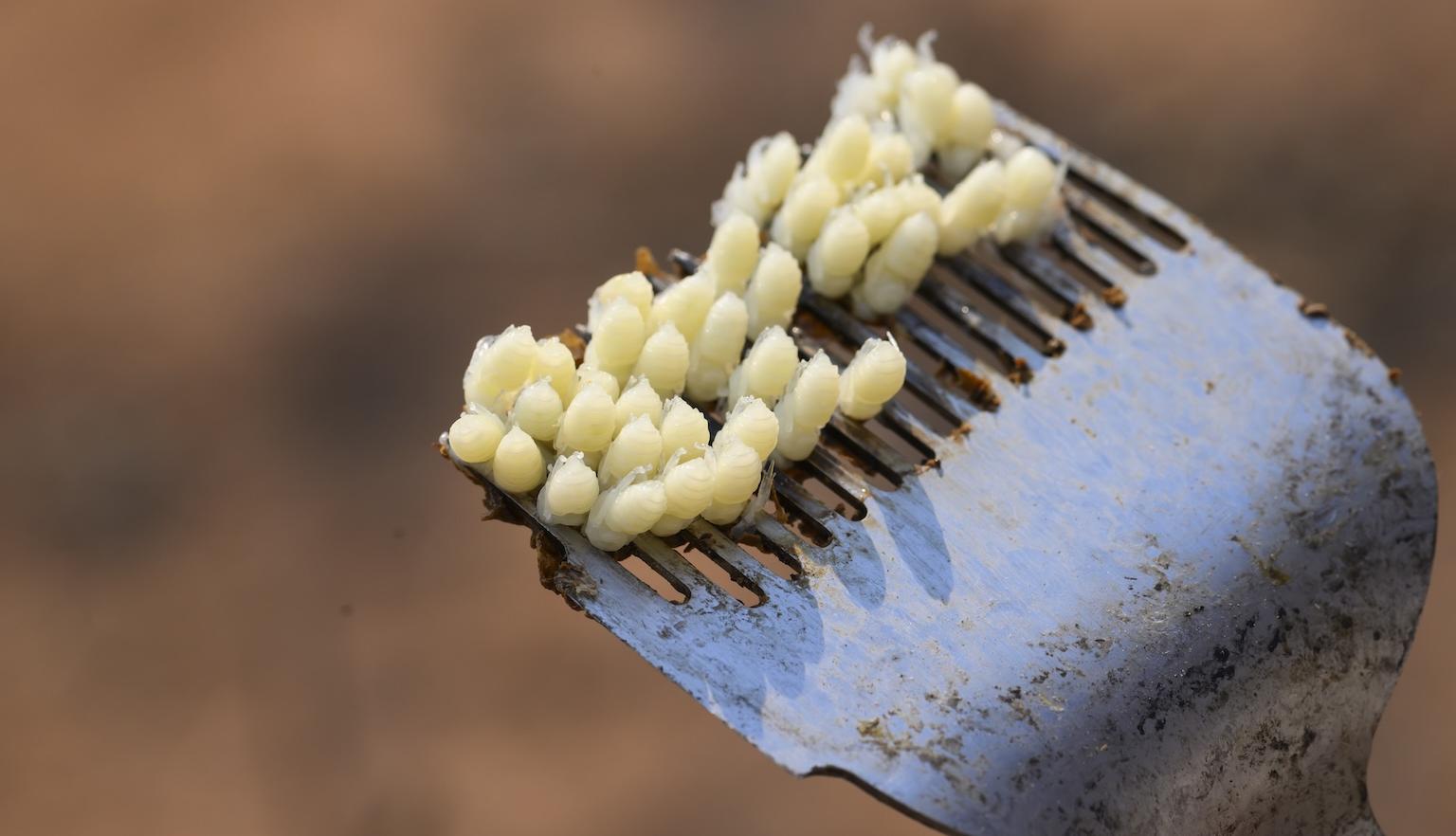 A drone uncapping fork being used to inspect worker brood cells for Varroa mites from a European honey bee hive