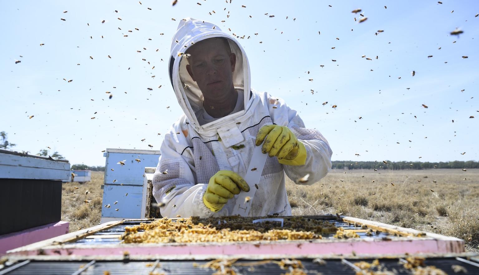 Man in protective gear putting a strip on a honeybee colony