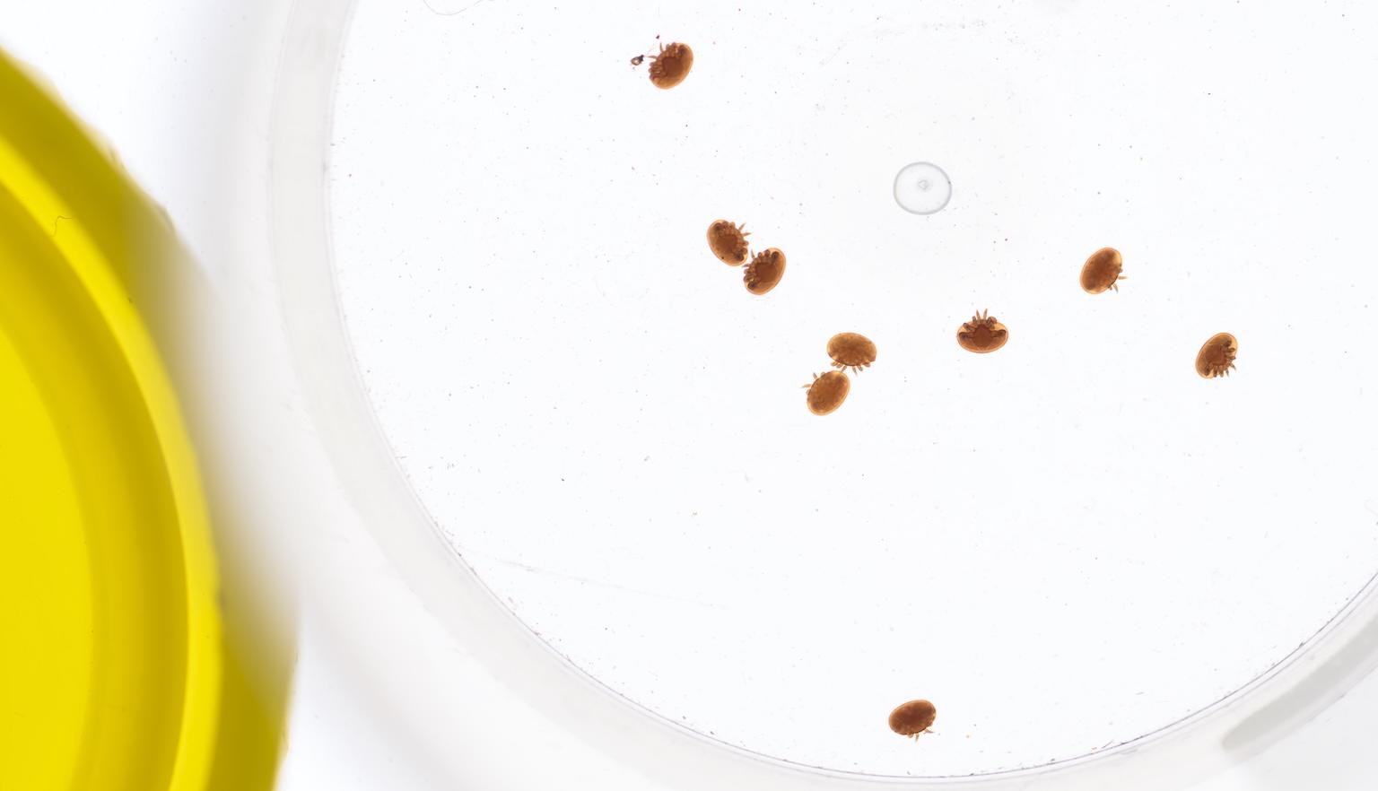 Macro image of several tiny Varroa mites