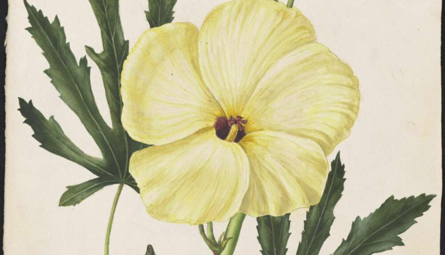 A watercolour painting of a yellow Hibiscus in bloom with stalk and leaves. 