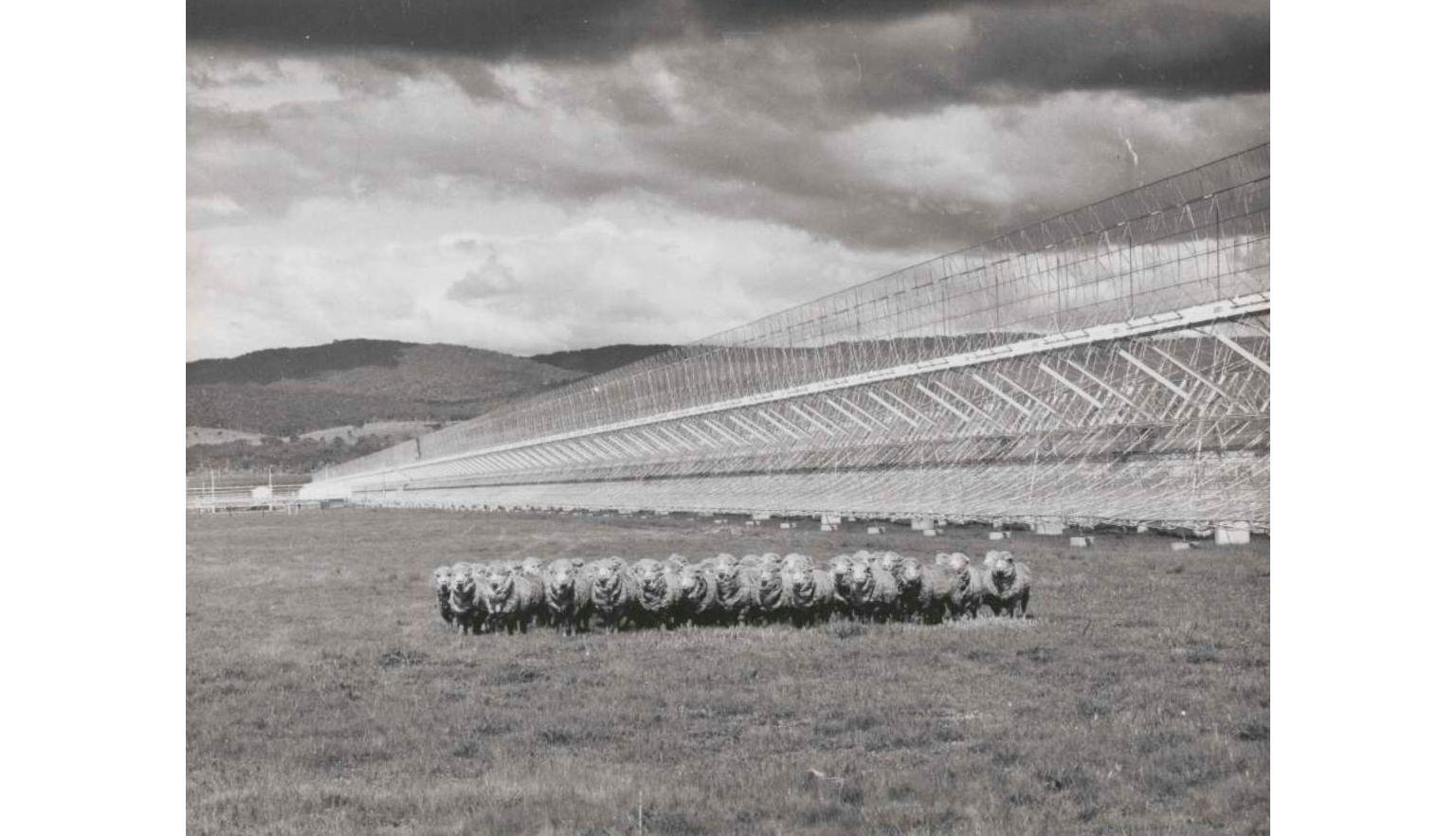 A photograph of a group of sheep next to a horizontal structure that extends into the distance.