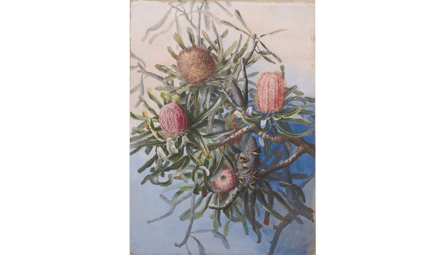 Detailed illustration of a branch of a firewood banksia tree, with four red flowers
