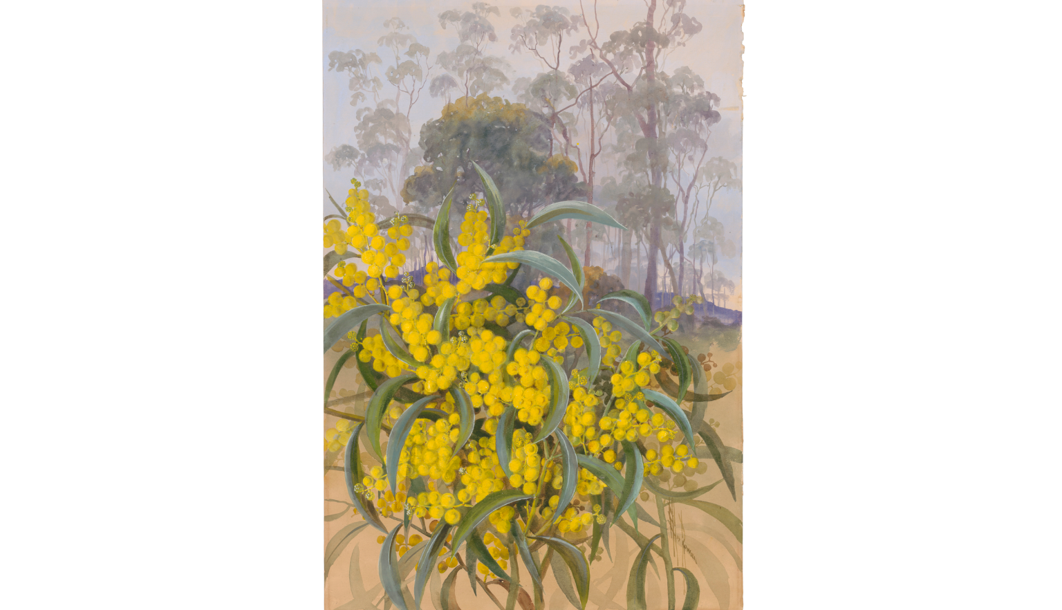 Illustration of a bunch of golden wattle