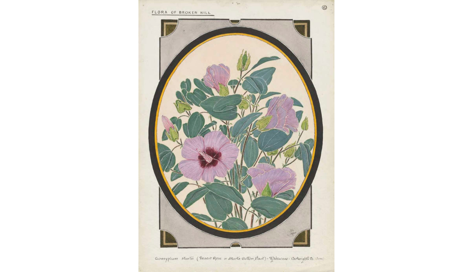 Illustration of purple flowers, known as Sturt's desert rose, and green leaves, in an oval-shaped border