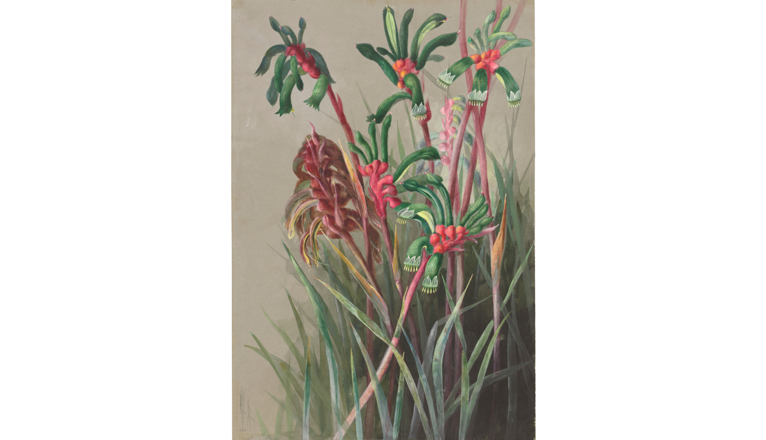 Illustration of several red and green kangaroo paw flowers amongst other grassy plants